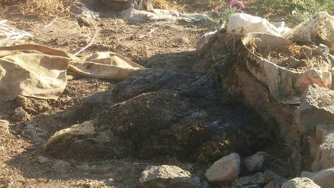Sivrisinek sayısında artış! Uzman isim uyardı: ölüme sebep olan virüsleri bulaştırır - 4