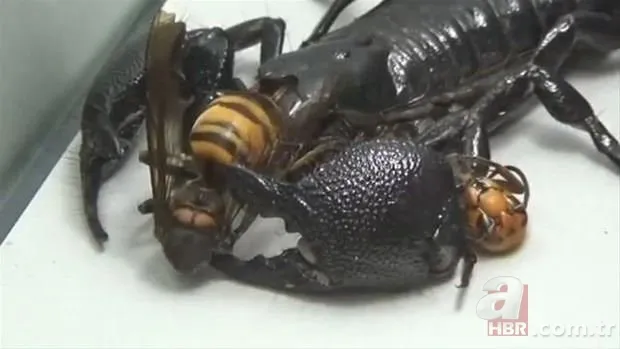 Vahşi doğada kartalın kurt avı izleyenleri şoke etti 19