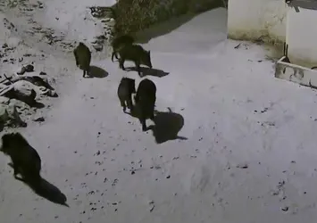 Elazığ'da aç kalan domuz sürüsü yerleşim yerine indi