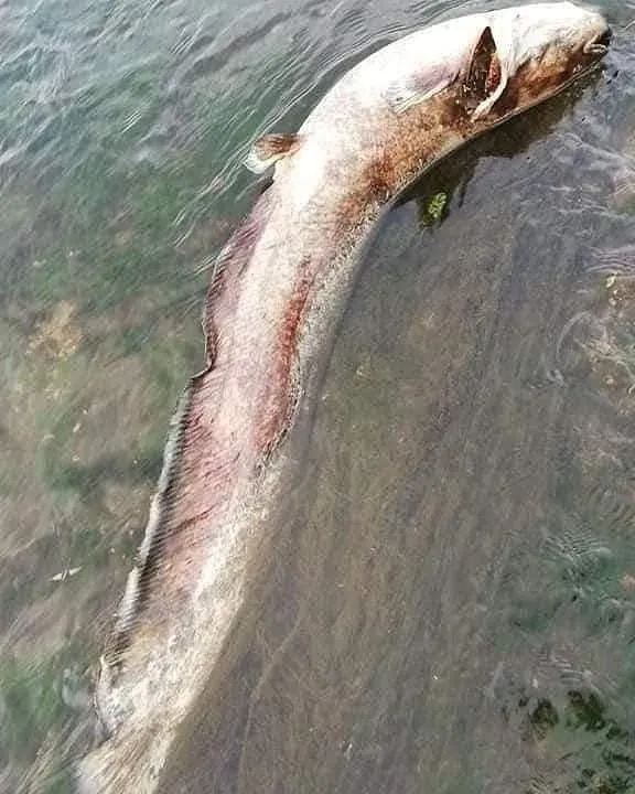 1624948503227.jpg Simav Çayı balıklara mezar oldu! Suyun rengi siyaha döndü - 3