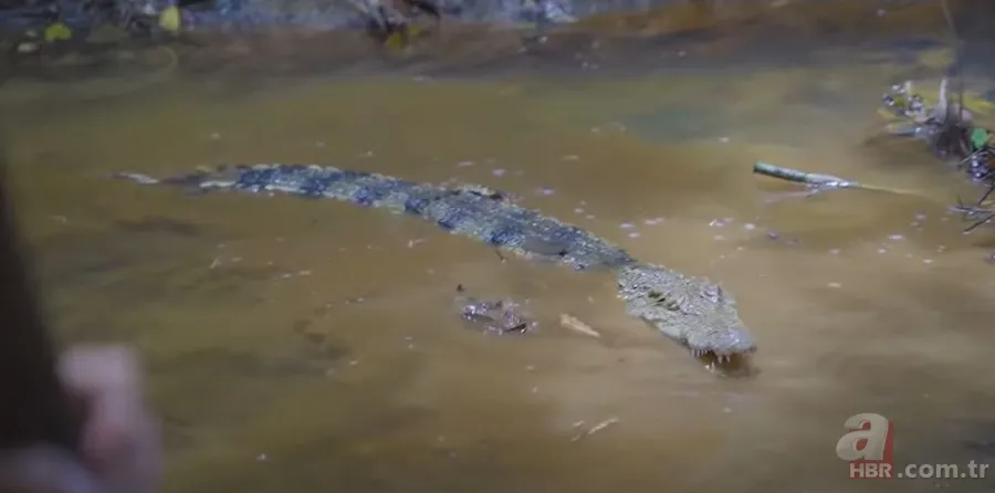 Hayatta kalmak için avladıkları timsahın karnından çıkanlar şoke etti! Mide bulandıran görüntü 6