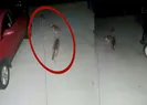 Ülke çakalları kovalaya o kediyi konuşuyor