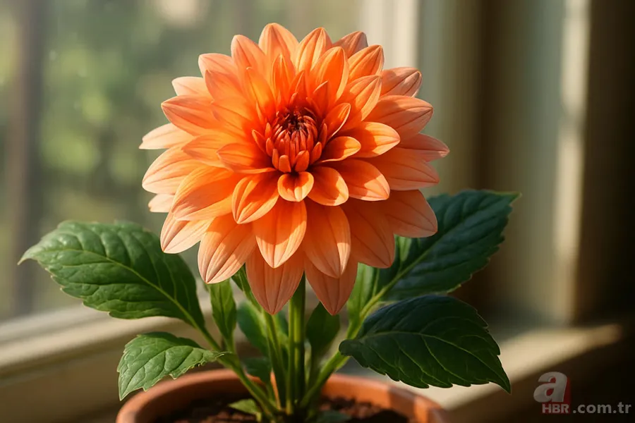 Çiçekler için doğal doping formülü: Evdeki bu karışım çiçekleri coşturuyor, sadece 3 damla yetiyor 4