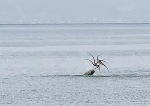 Denizin içinden bir anda çıktı! Parçalayıp mideye indirdi