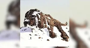 Kişilik testi: İlk dağ mı yoksa köpek mi gördünüz?