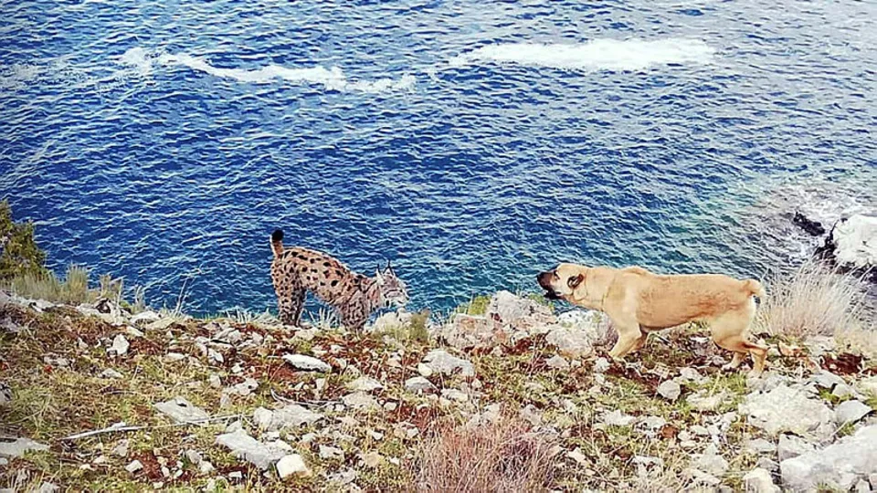 Van Gölü sahilinde şaşkına çeviren olay! Köpekle karşı karşıya geldi
