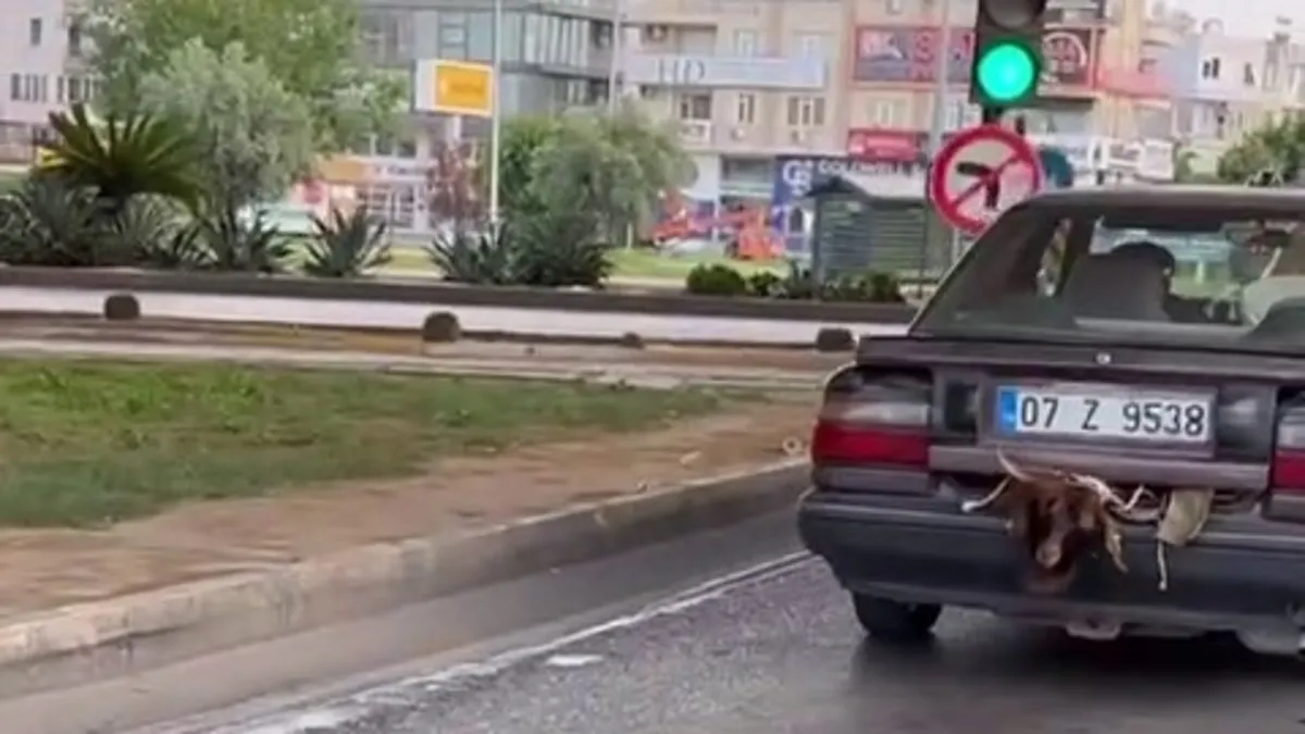 Sosyal medyayı sallayan görüntü! Görenler gözlerine inanamadı