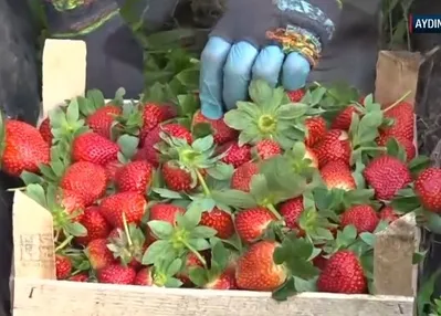Sultanhisar çileğinde kış hasadı başladı!