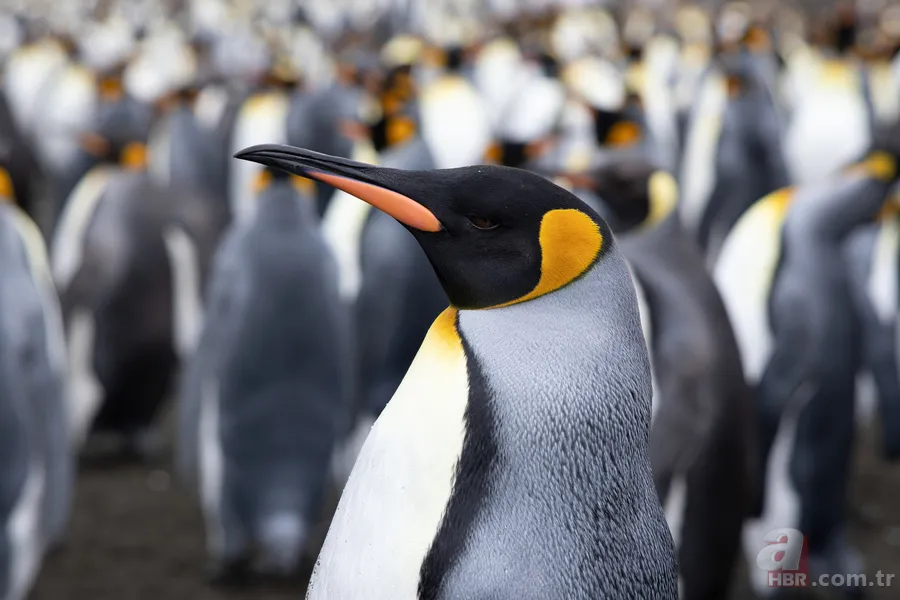 Tek başına yürüyen penguen olayı nedir, hangi belgeselde yayınlandı? Nihilizm ne demek? 4