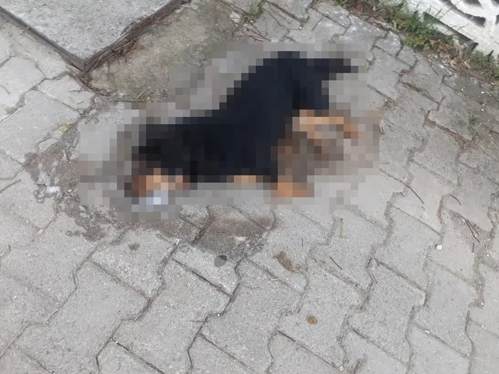 İzmir'de vicdansızlık! Zehirlenen 31 sokak hayvanı öldü - 3