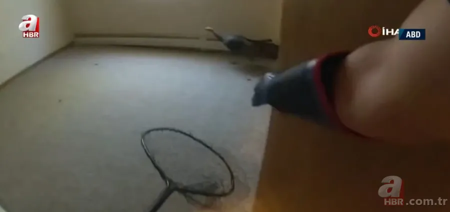 Eve giren firari vahşi hindi ortalığı birbirine kattı! ABD polisinden "özel hindi operasyonu" 14