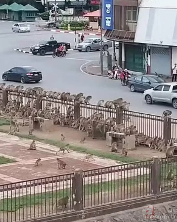 Köpekler aniden etrafını sardı! Dakikalarca ölüm kalım mücadelesi verdi ama... 22