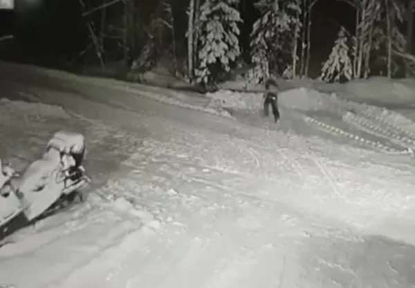 Rusya’da çocuğun ölümden mucize kurtuluşu kamerada! Kurt ile köpek karşı karşıya geldi...