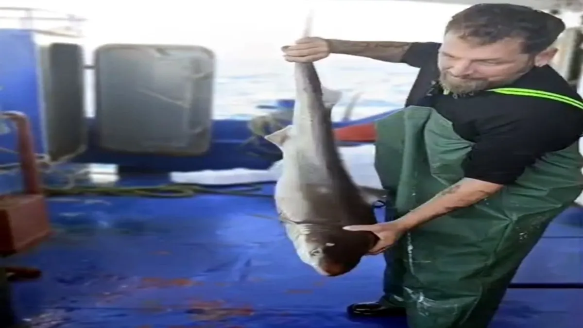 Ağlara takılan camgöz köpek balığı suya salındı