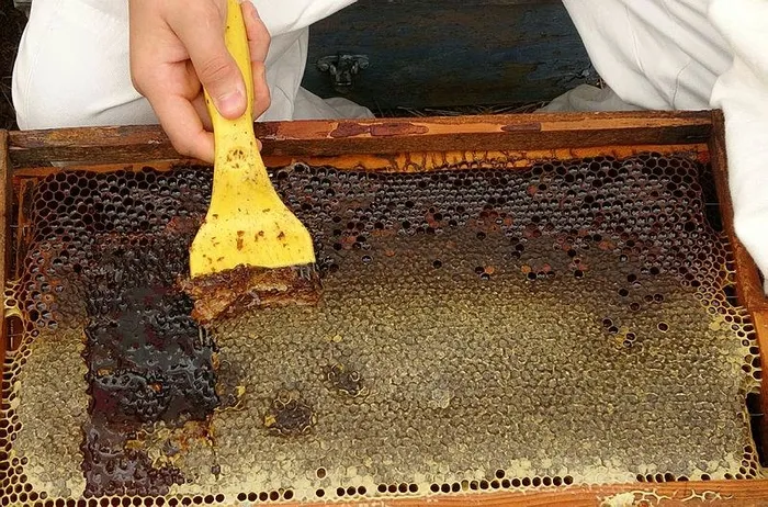 1720075437099.jpeg 5 yılda bir hasadı yapılıyor! Tam bir şifa deposu! Kilosu bin TL - 2