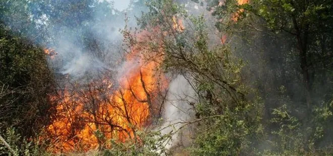 Beykoz’da çıkan orman yangını korkuttu!