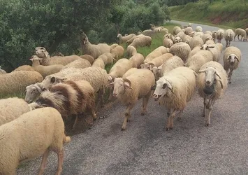 Aydın'da Yörüklerin yayla yolculuğu başladı