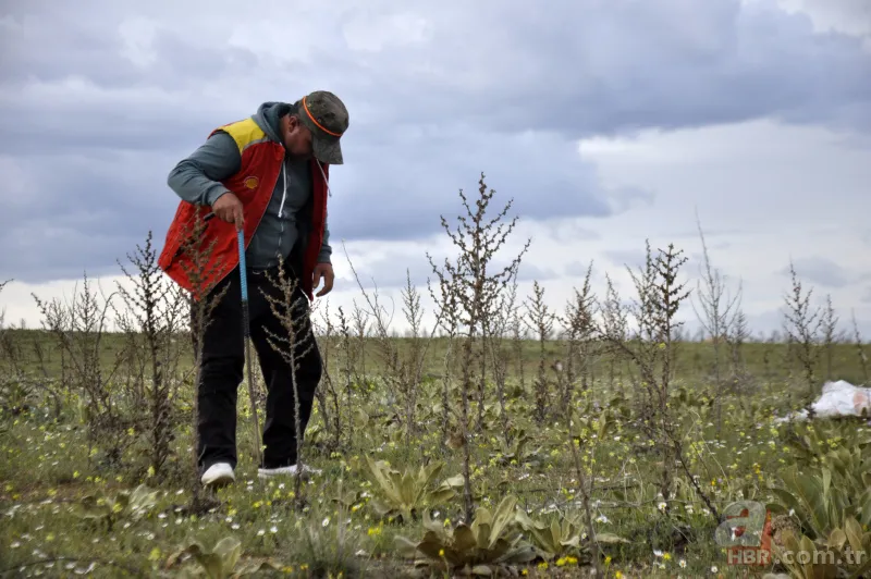 Karaman’da vatandaşlar kilosu 200 lirayı bulan domalan mantarını karış karış arıyor! 3