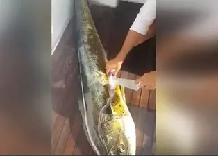 Yakaladığı balığın içinden bakın ne çıktı! Görenler gözlerine inanamadı