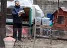 3 gün boyunca aranan horoz bulundu