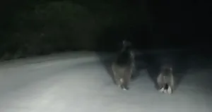 Seyir halindeki otomobilin önüne ayı çıktı