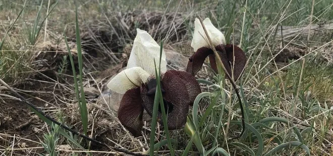 Dünyada nadir bölgelerde yetişiyor! Türkiye’nin çatısında açan “kurt kulağı” çiçeği göz kamaştırıyor