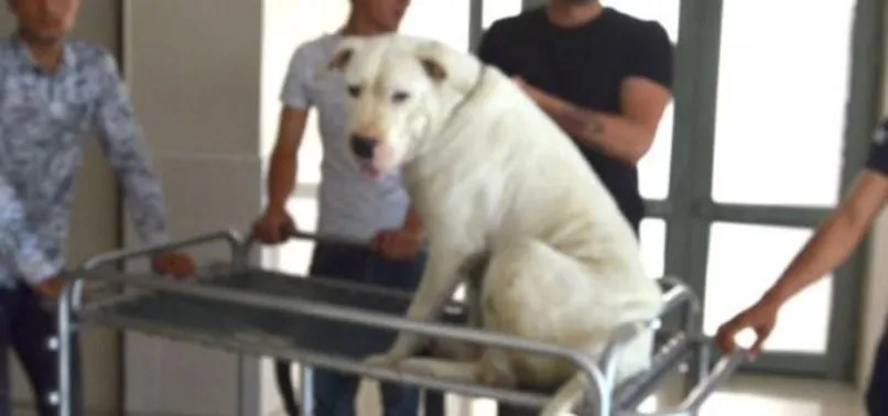 Görülmemiş olay! Domuzlar pitbull'a saldırdı...