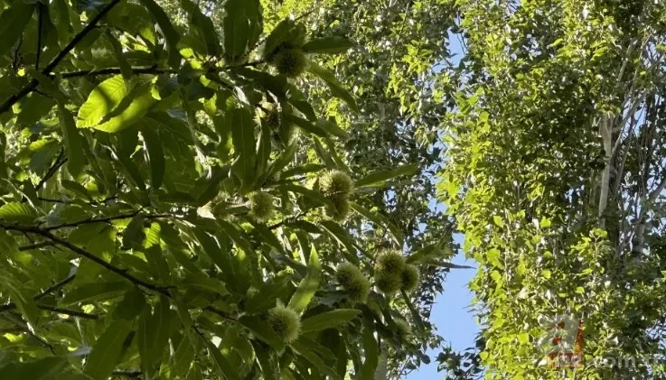 İnternetten gördü yapılamaz denileni yaptı! İlçede bir ilk: Hasat için geri sayım başladı 10