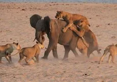 Yavru fil aslan sürüsüyle karşı karşıya