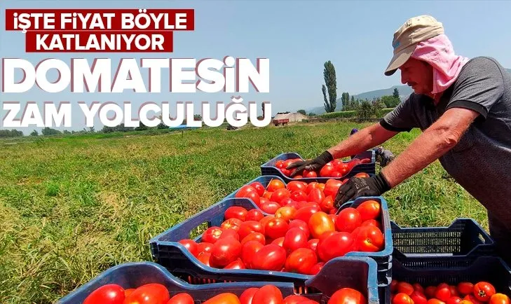 İşte domatesin zam yolculuğu! Pazarda ve markette domates kaç para?