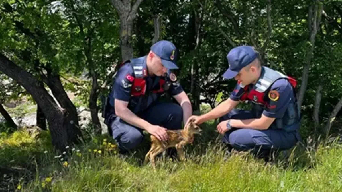 Kırklareli'nde jandarmanın bulduğu karaca yavrusu koruma altına alındı