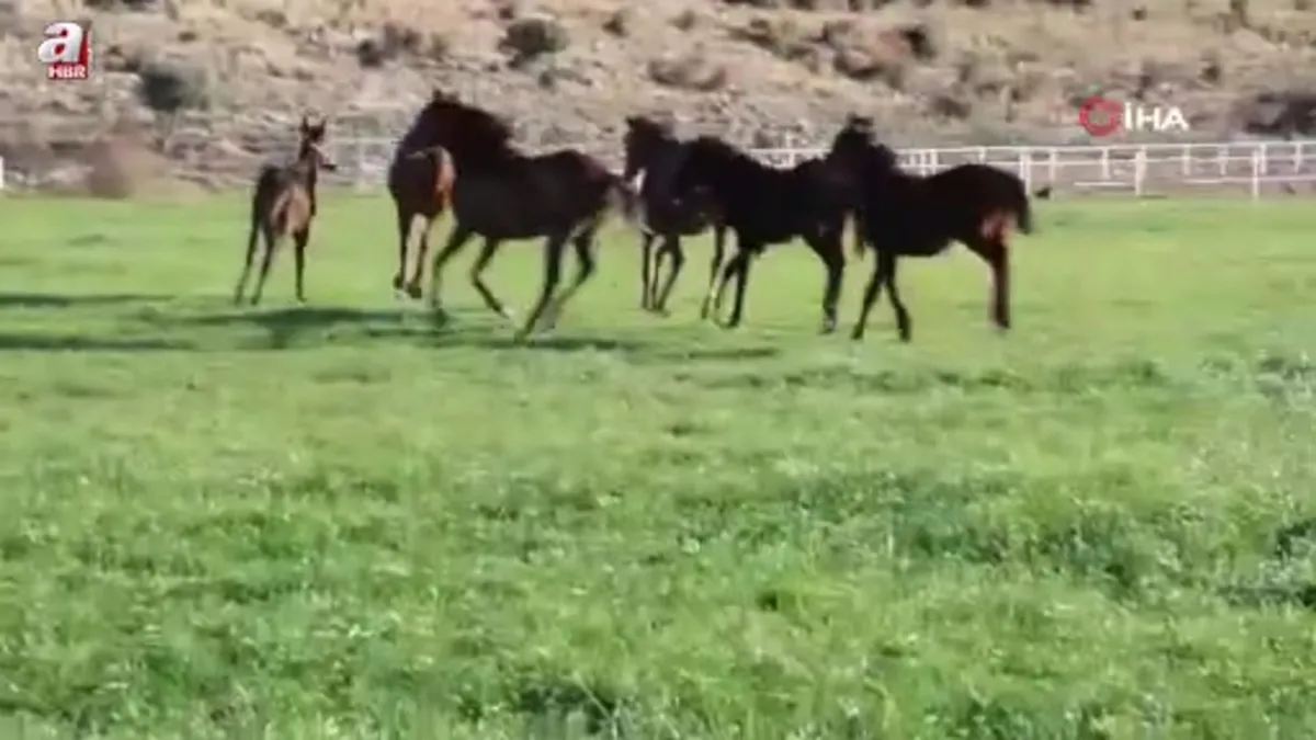 Adana milyonluk İngiliz ve Arap atlarının yetişme alanı oldu