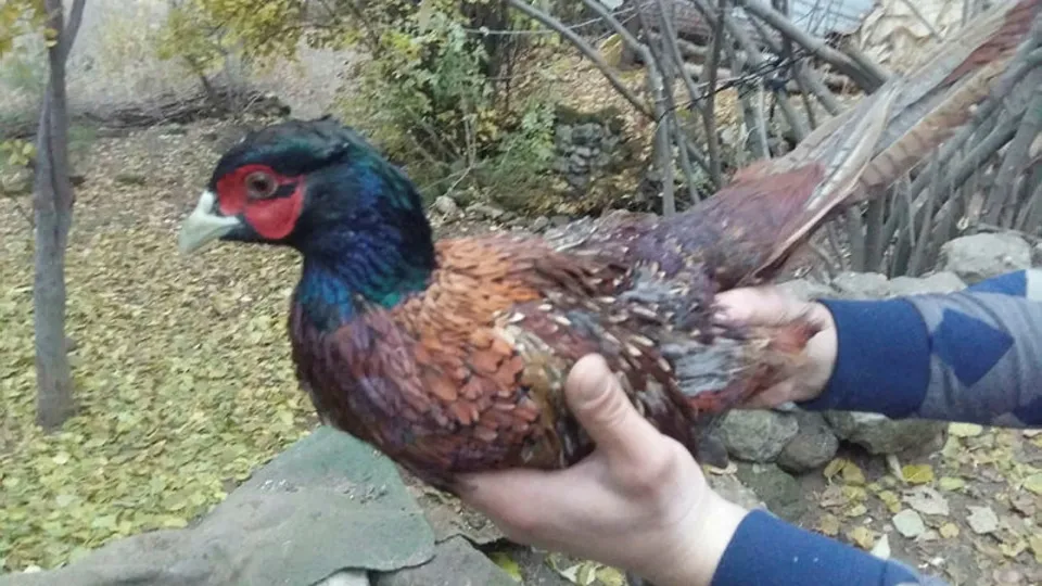 Nesli tükenmekte olan hayvan Bitlis’te görüntülendi! Kene avcısı olarak biliniyor