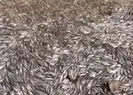 Sular çekildi! Balıklar telef oldu