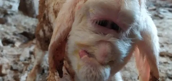 Manisa’da farklı yüz yapısıyla doğan kuzu 2 gün yaşayabildi