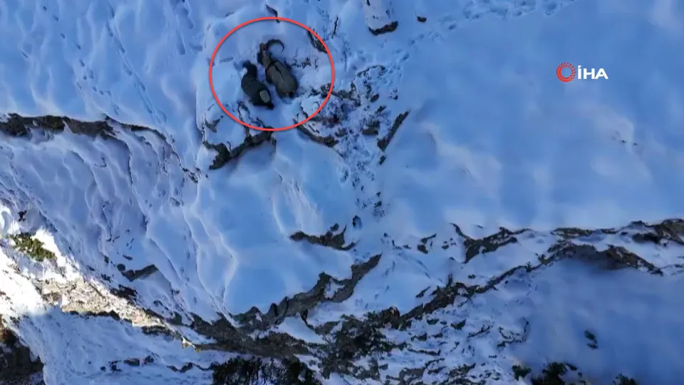 Kamufle olmak için dağ keçisinin yanına uzandı! Drone ile havadan böyle görüntülendi