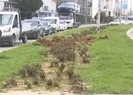 İstanbulda bir ağaç katliamı daha!