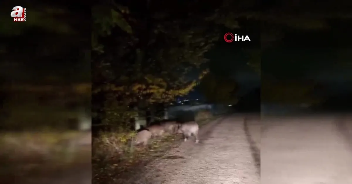 Bolu’da aç kalan domuz sürüsü yola indi