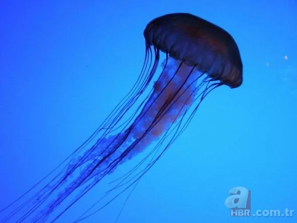 Uğur böceğinin mucizesi meğer kanatlarındaymış! 31