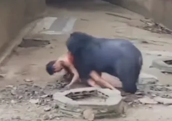Ayıya yem oldu! Dehşet görüntüler...