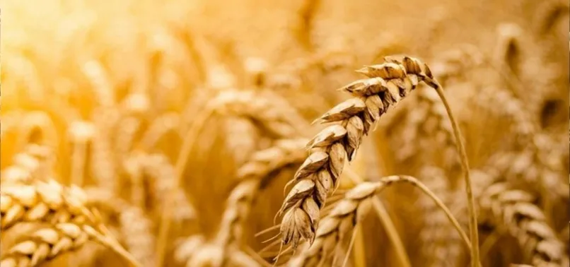 Son dakika: Tahıl krizi için 'kırmızı hat'! Türkiye ve Ukrayna Savunma Bakanlığından 1 personel görev yapacak