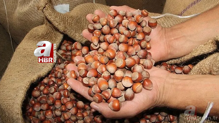 Fındık fiyatları 11 Ekim 2021! Ordu, Giresun, Samsun, Trabzon 2021 fındık alış-satış fiyatı ne kadar, kaç TL? 1