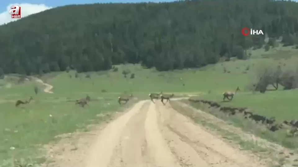 Bolu’da Ceylan sürüsü böyle görüntülendi
