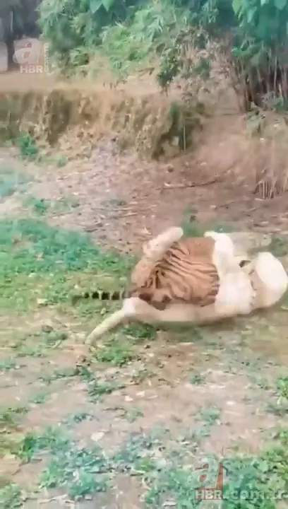 Beyaz aslan ve kaplanın karşılaşması nefesleri kesti! (Aslan Kaplan kavgası) 8