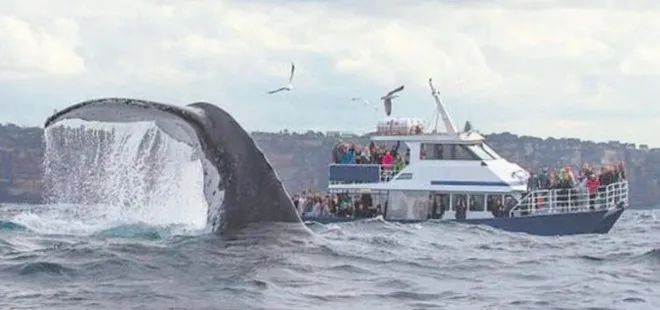 Sidney’de 30 tonluk balina böyle poz verdi