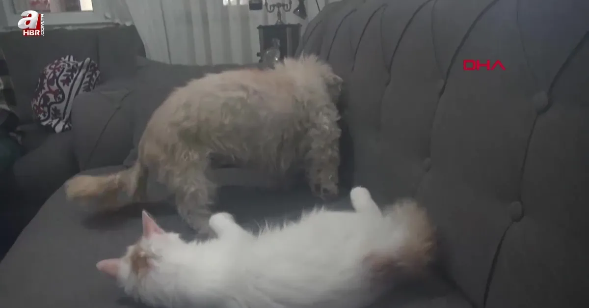 Köpek yavru kediye annelik yapıyor