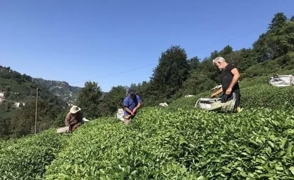 Çaykur kura sonuçları sorgulama ekranı 2023! Çaykur işçi alımı İŞKUR sonuçları isim listesi! Alım yapılacak fabrikalar...