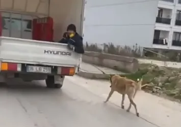 Köpeği kamyonetin arkasında sürükledi! O anlar kamerada