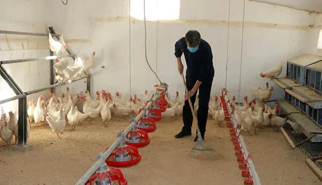 Afyonkarahisar'da okul bahçesindeki kümesten sağlanan yumurtalar öğrencilere burs oldu - 3