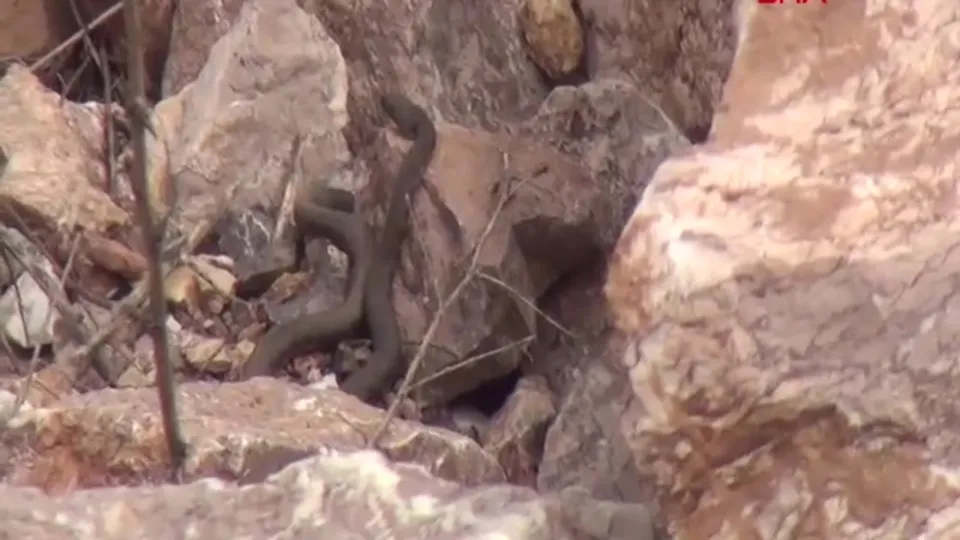 Yılan Pınarında yuvalarından çıkan yılanlar için uyarı
